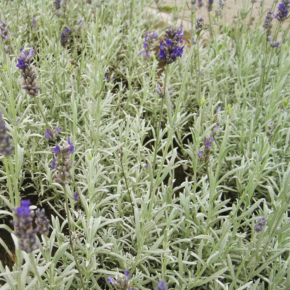 Lavendel 'Grosso'