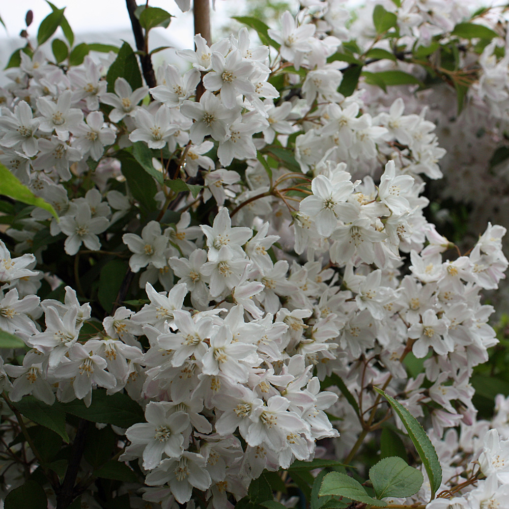 Kalmiendeutzie, Deutzia, Frühjahrsblüher