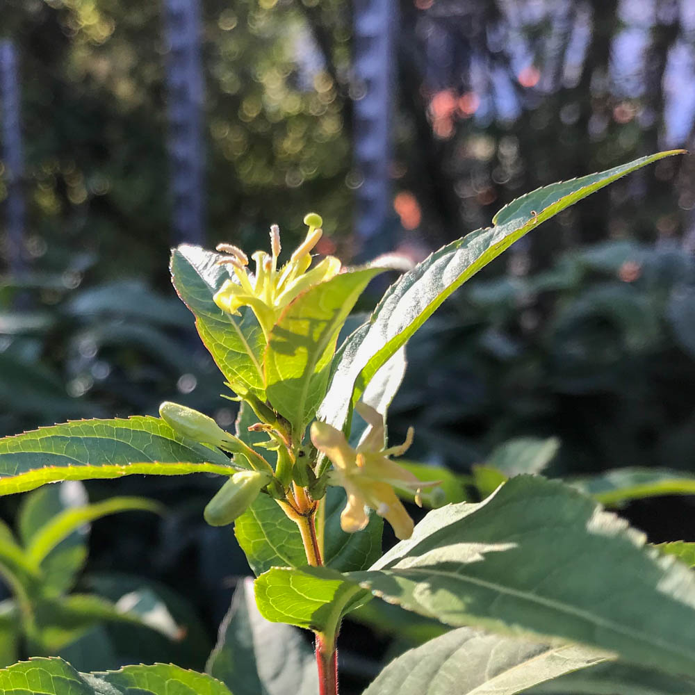 Amerikanische Weigelie Proven Winners® Kodiak® 'Black'