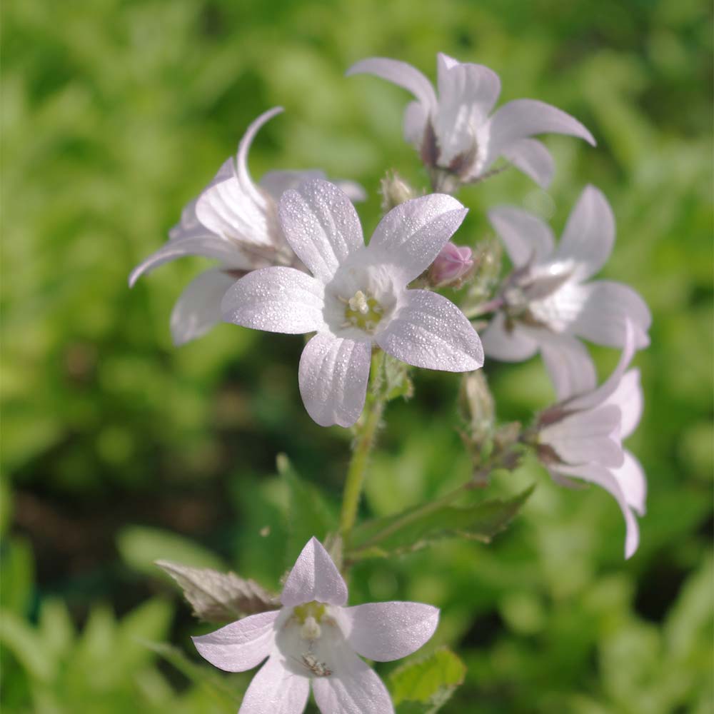Doldenglockenblume 'Loddon Anne'