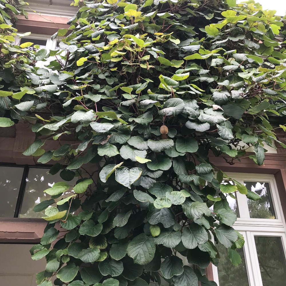 Kiwi 'Jenny' (Syn. Yennie)