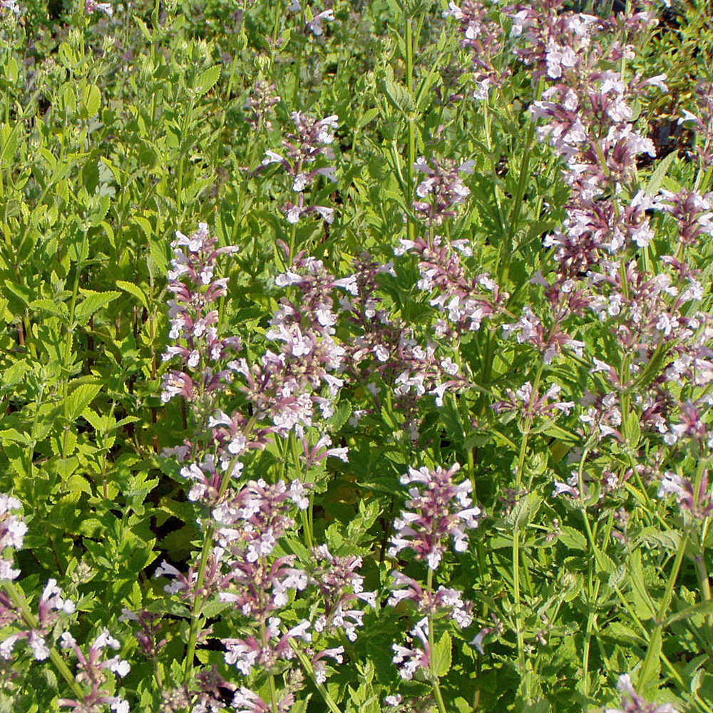 Katzenminze Dawn to Dusk, Nepeta, Bienenweide, Blütenpfanze