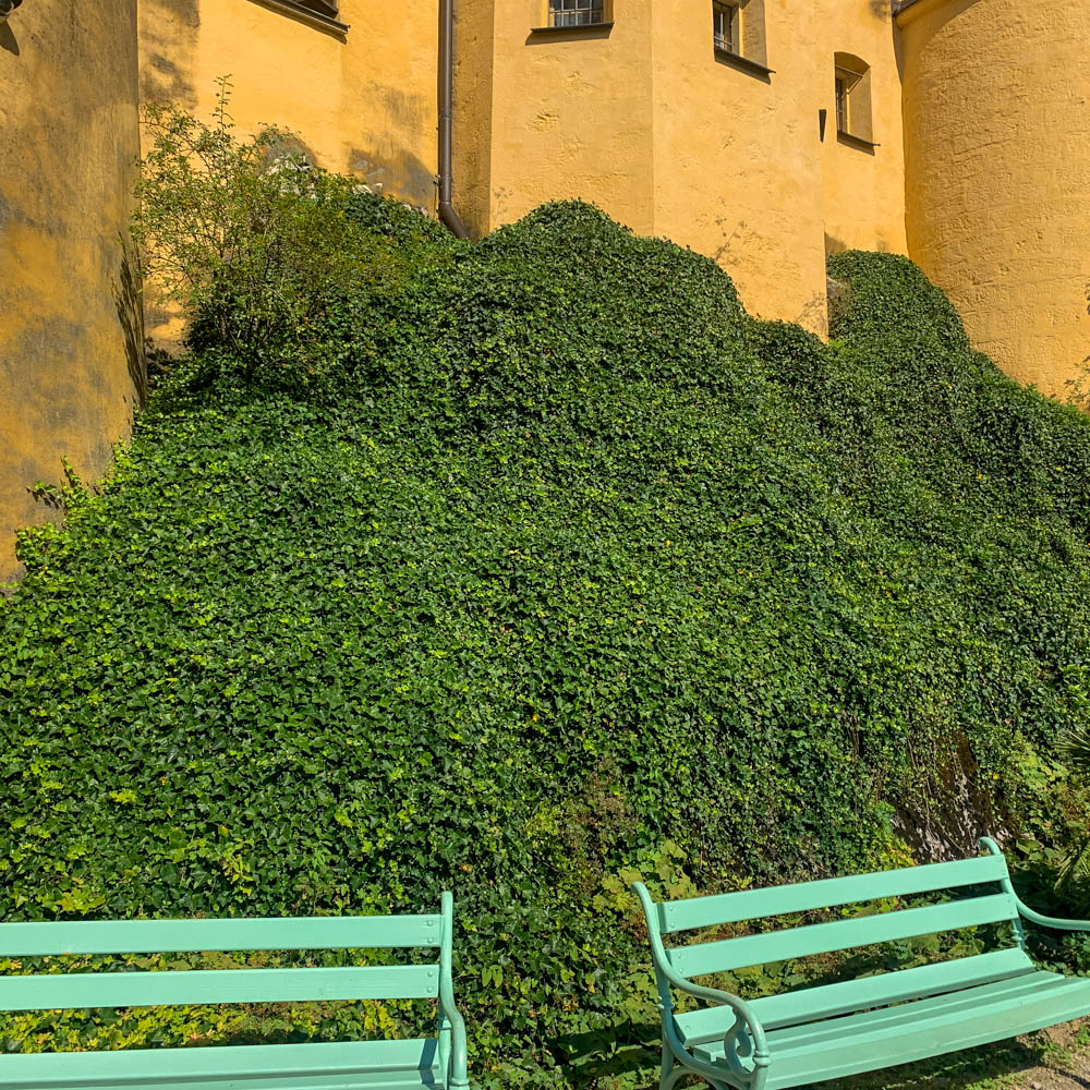 Efeu 'Hibernica'
