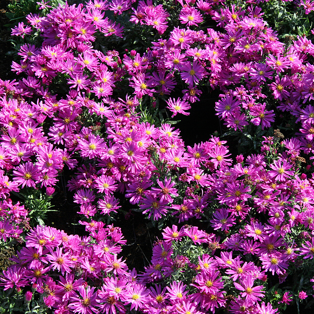 Kissenaster, Aster, Kassel, Herbstpflanze