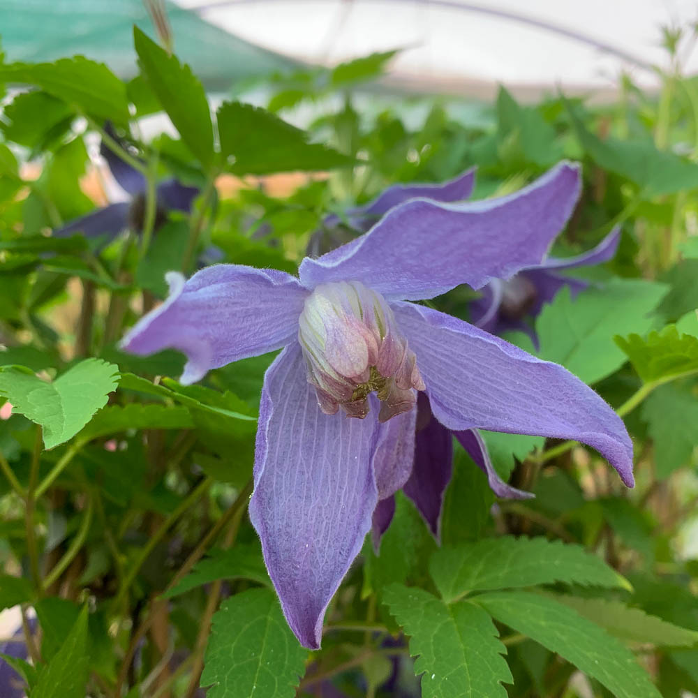 Clematis macropetala 'Georg'