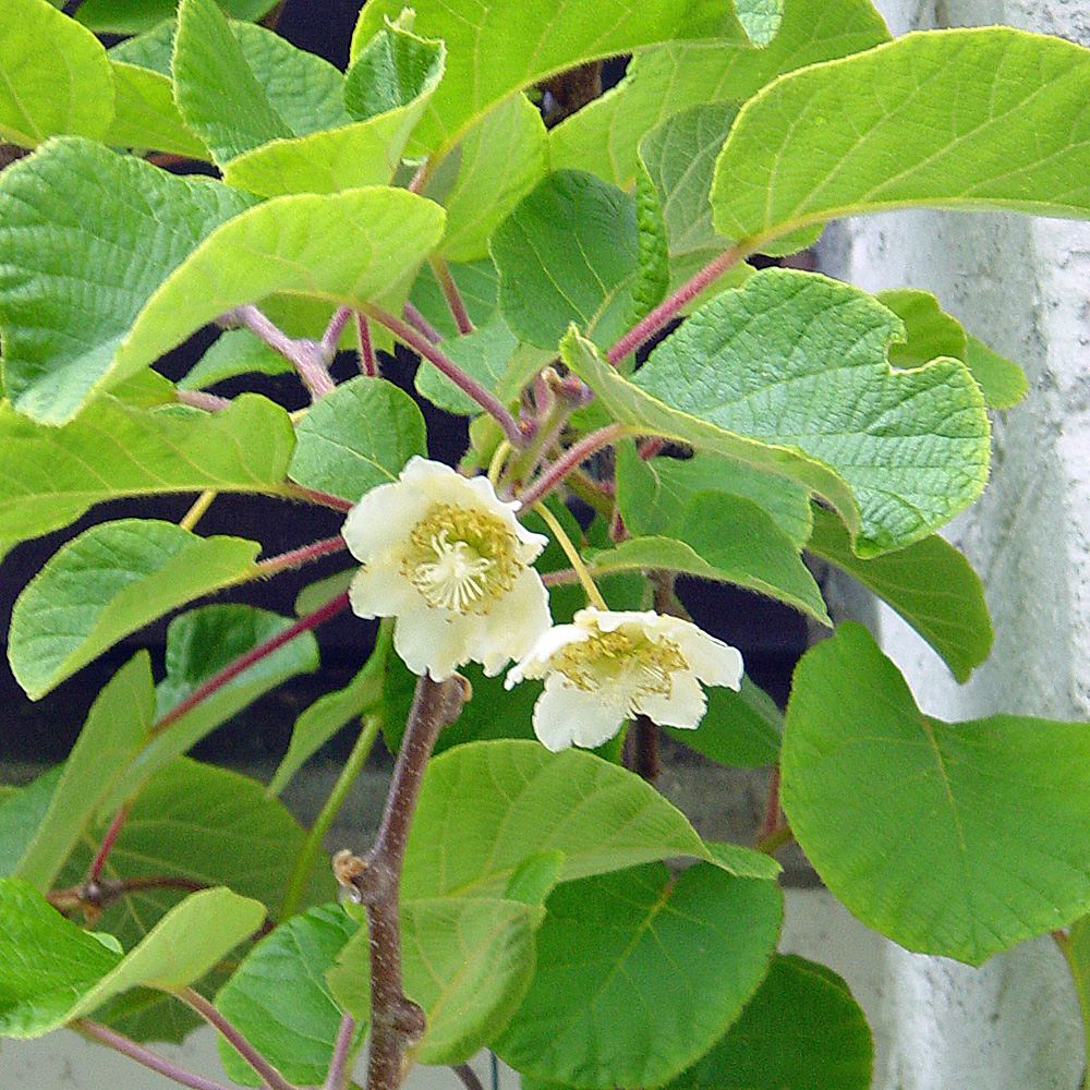 Weibliche Kiwi 'Hayward'