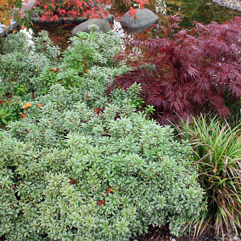 Schattenglöckchen, Pieris, Little Heath, Blattschmuck
