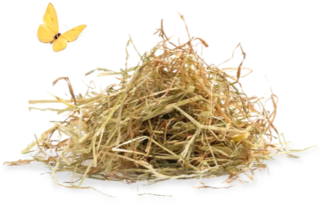 Wir versenden nachhaltig und umweltschonend mit Heu