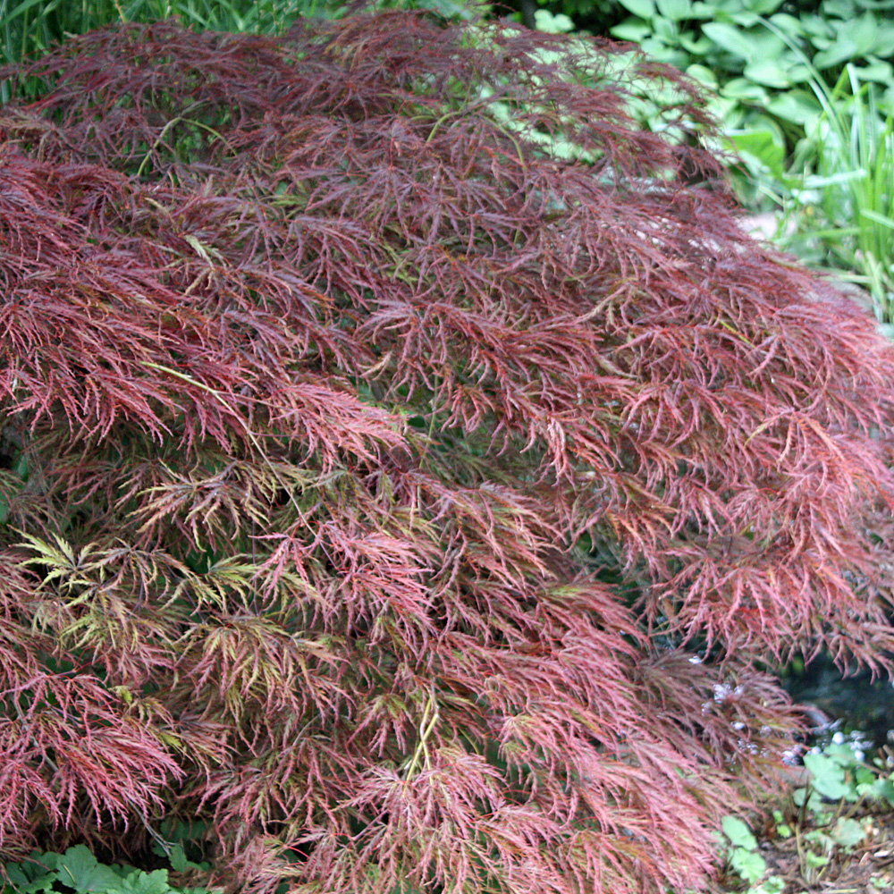 Roter Schlitzahorn