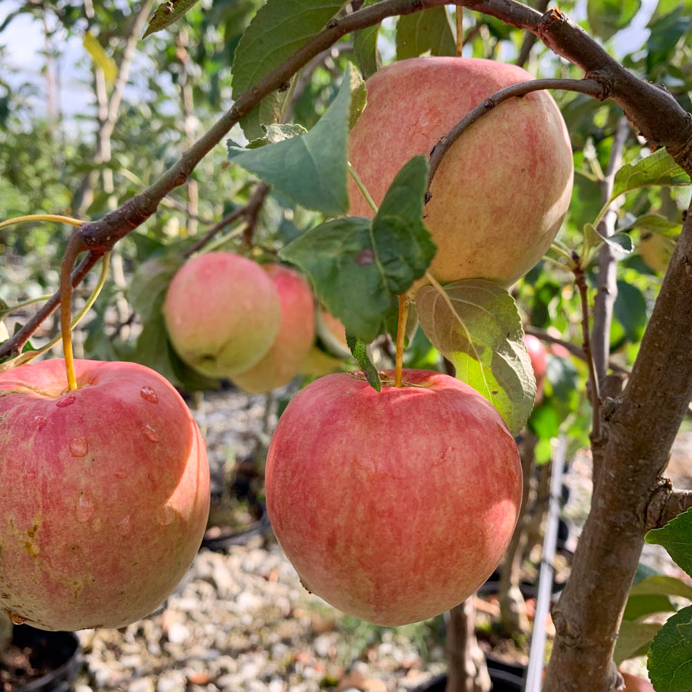 Apfel 'Piros'®