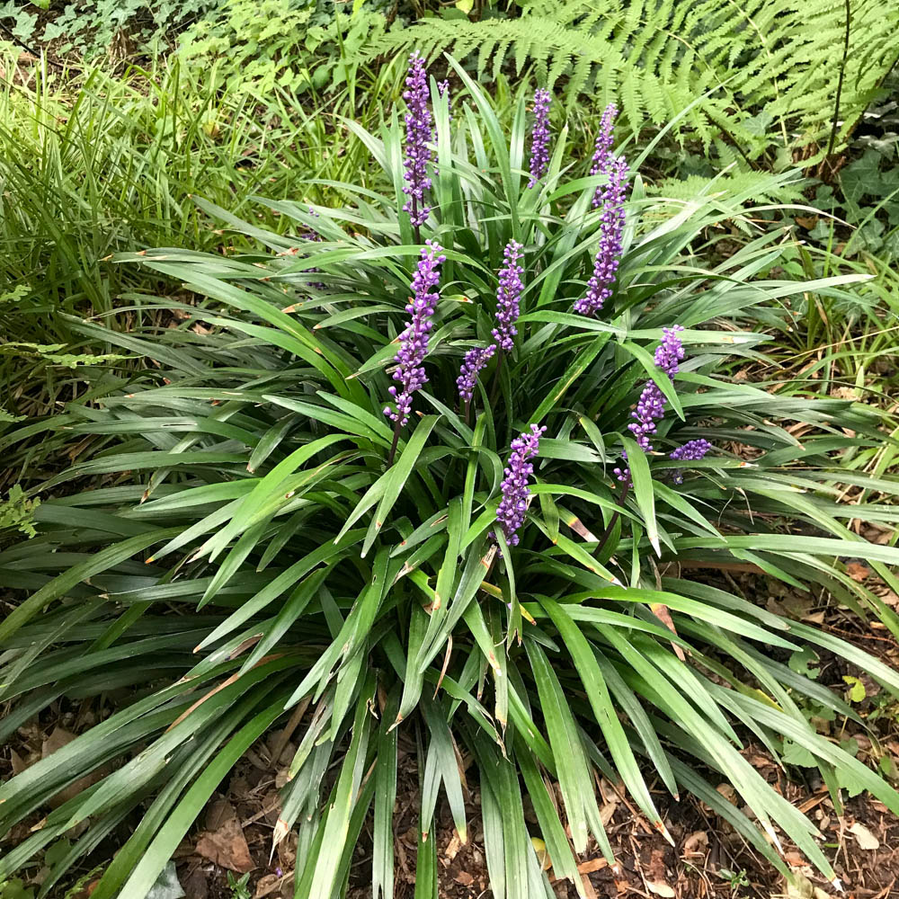 Lilientraube 'Big Blue'