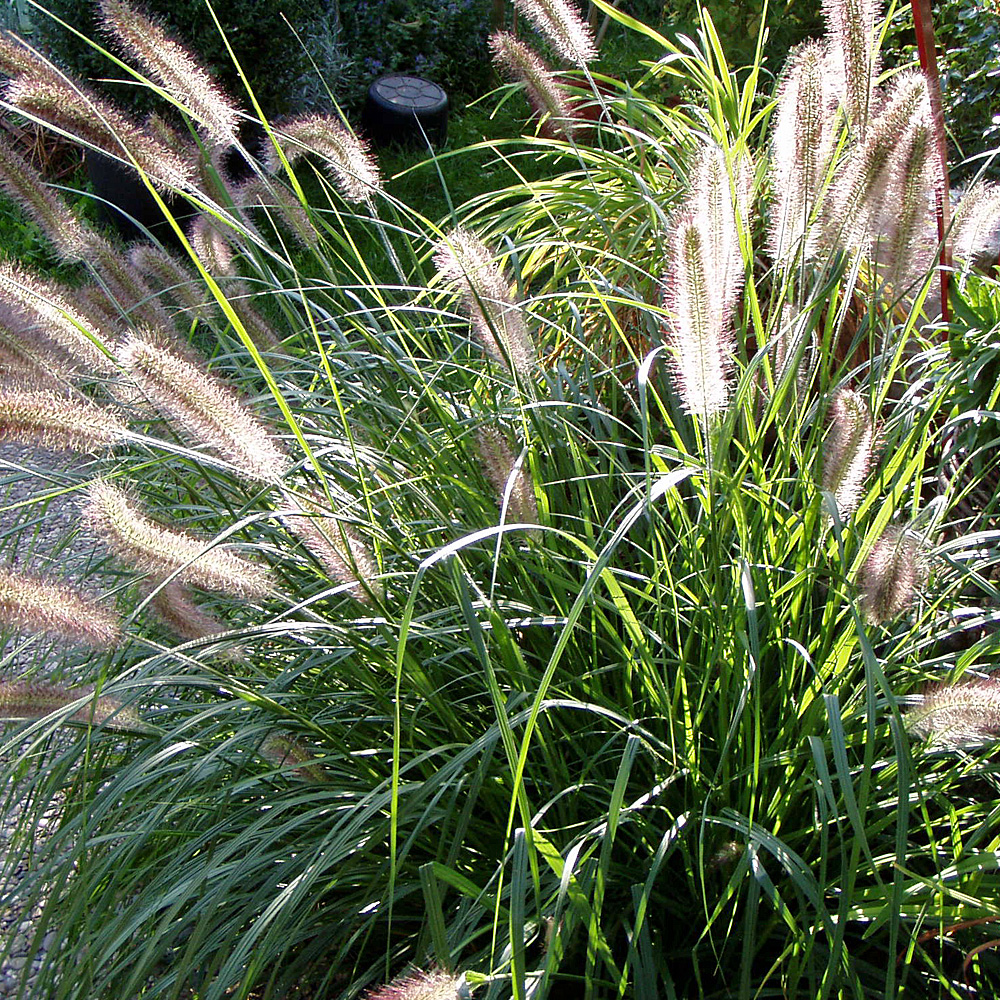 Lampenputzergras 'Herbstzauber'
