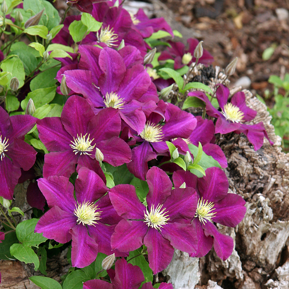 Clematis Warzawska Nike, Waldrebe Warschauer Nacht, Kletterpflanze, Bütenpflanze