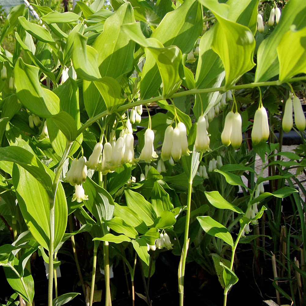 Salomonsiegel, Polygonatum, Blütenpflanze