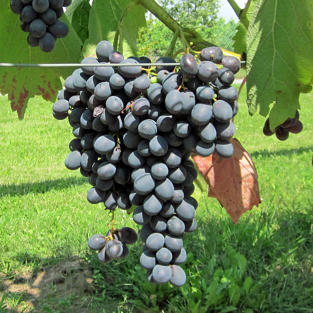 Weinrebe 'Venus'