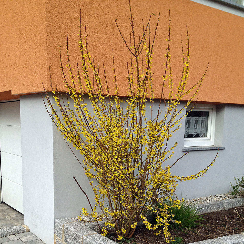 Forsythie 'Week-End' ®