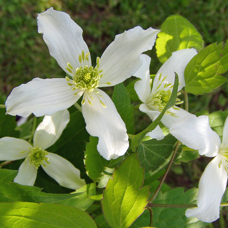 Duft- und Aromagarten
