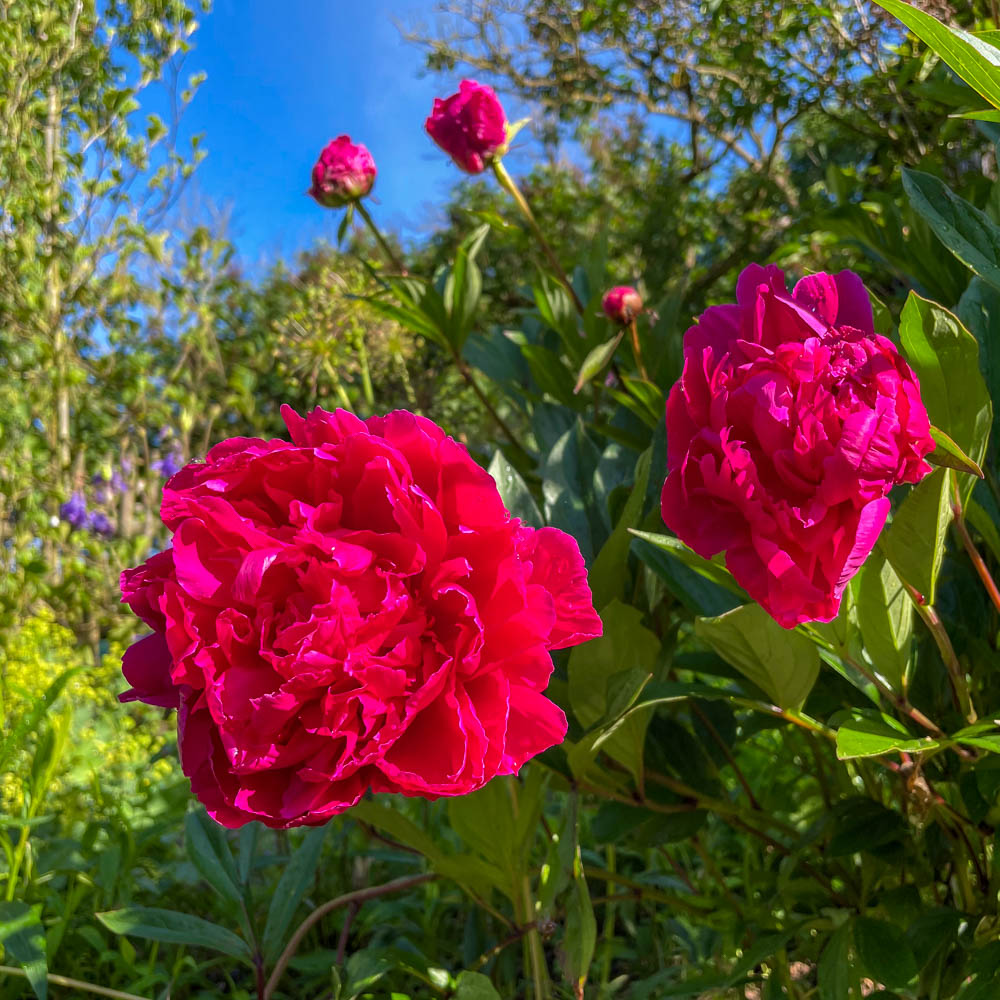 Pfingstrose, Blütenstaude, Schnittblume