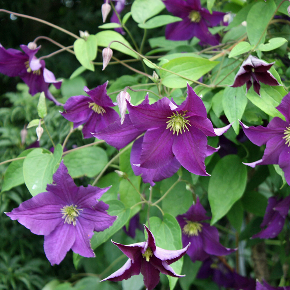 Clematis viticella Viola