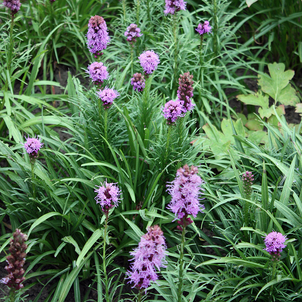Prachtscharte Floristan Violett, Liatris, Blütenstaude