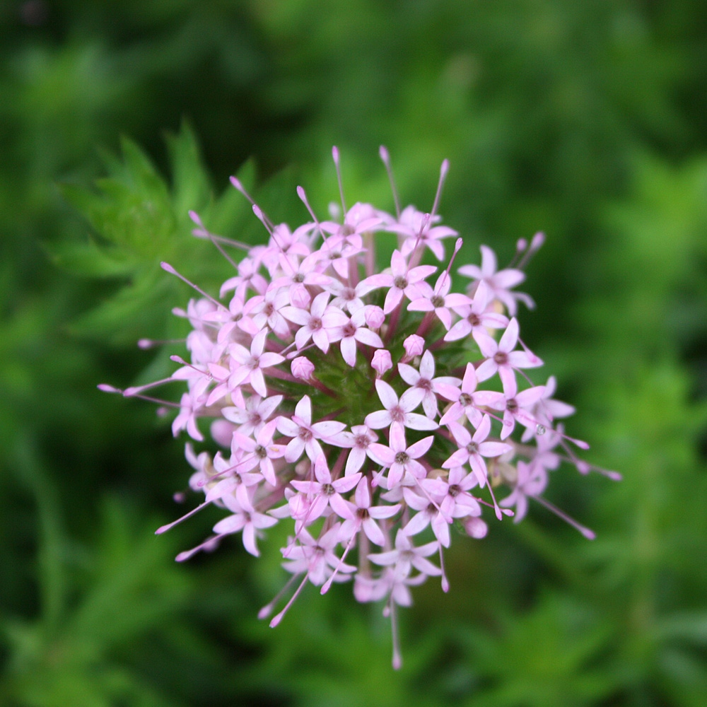 Rosenwaldmeister, Phuopsis, Bodendecker