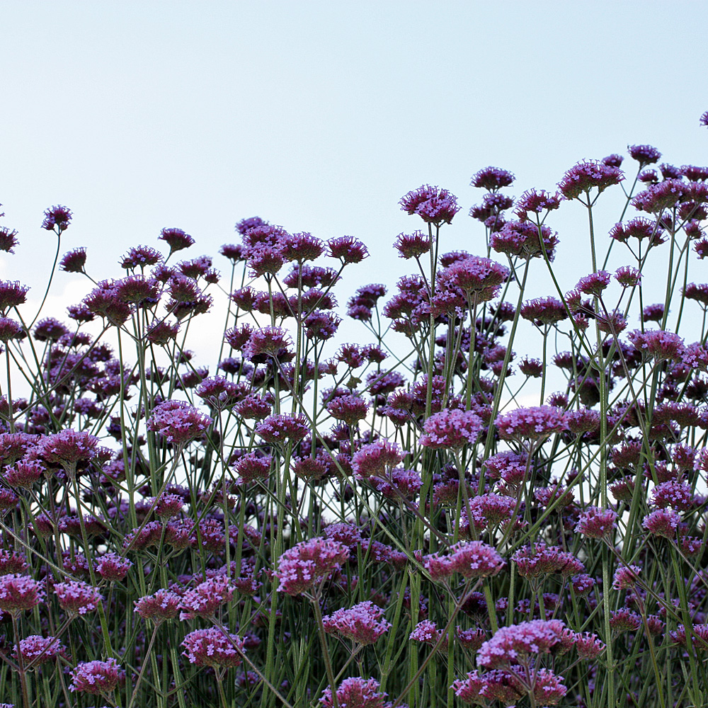Argentinisches Eisenkraut, Verbena, Beetstaude