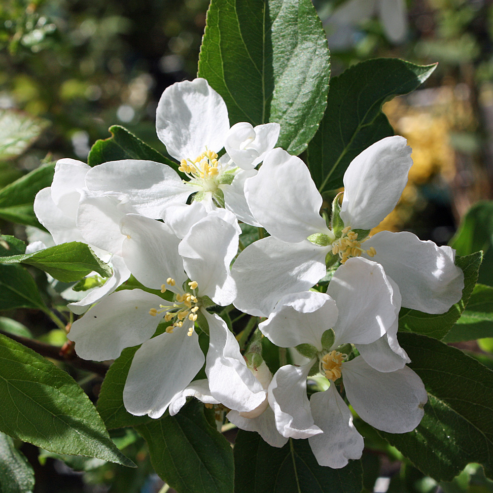 Zierapfel John Downie, Malus, Frühjahrsblüher