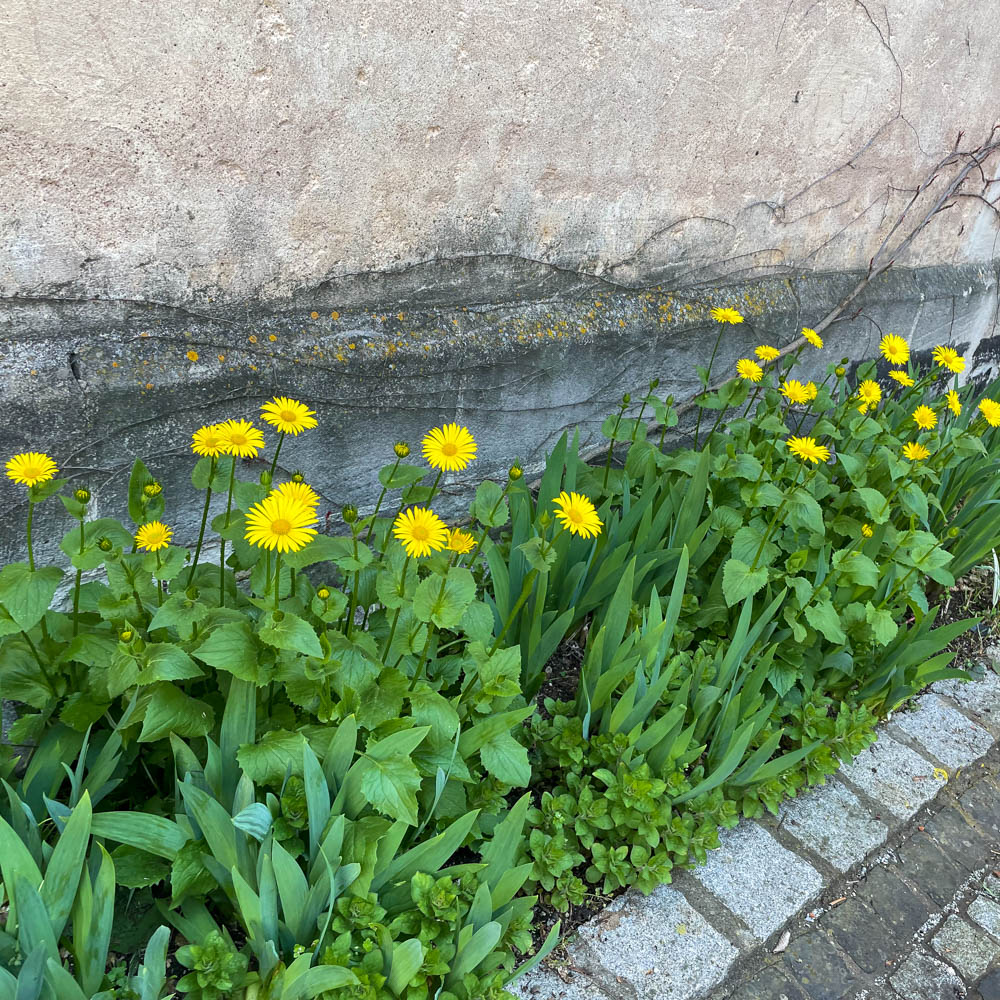 Gemswurz, Blütenpflanze