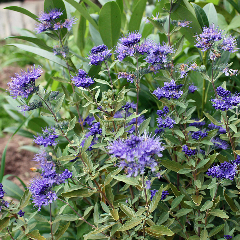 Bartblume Kew Blue, Caryopteris, Blütengehölz