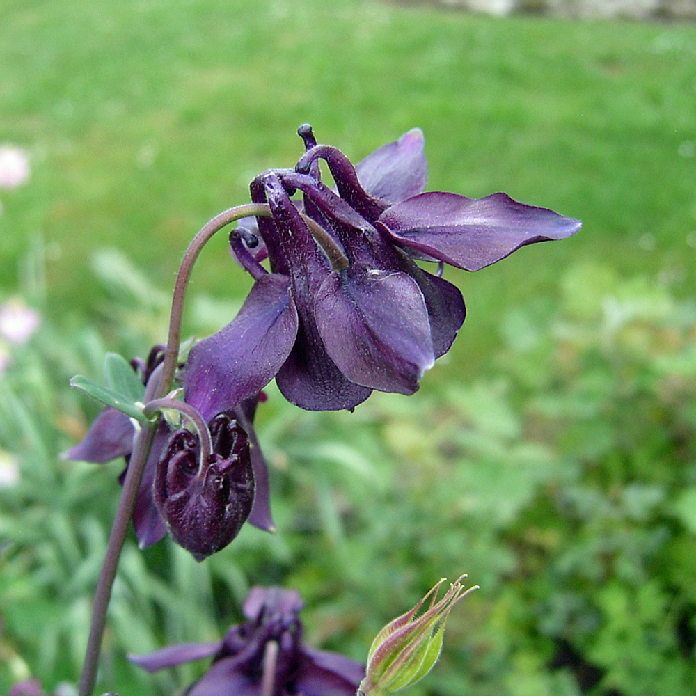 Akelei, Wildstaude, Frühling