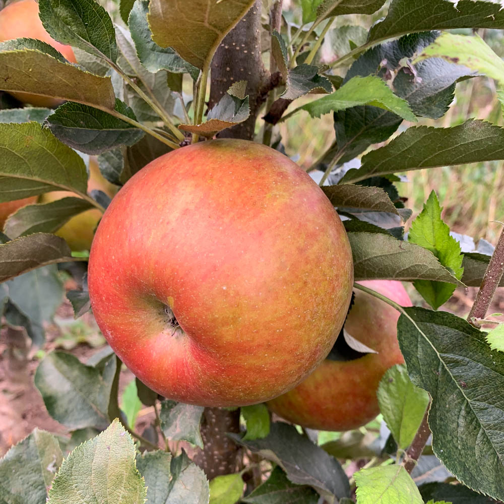 Säulenapfel 'Rondo' ®