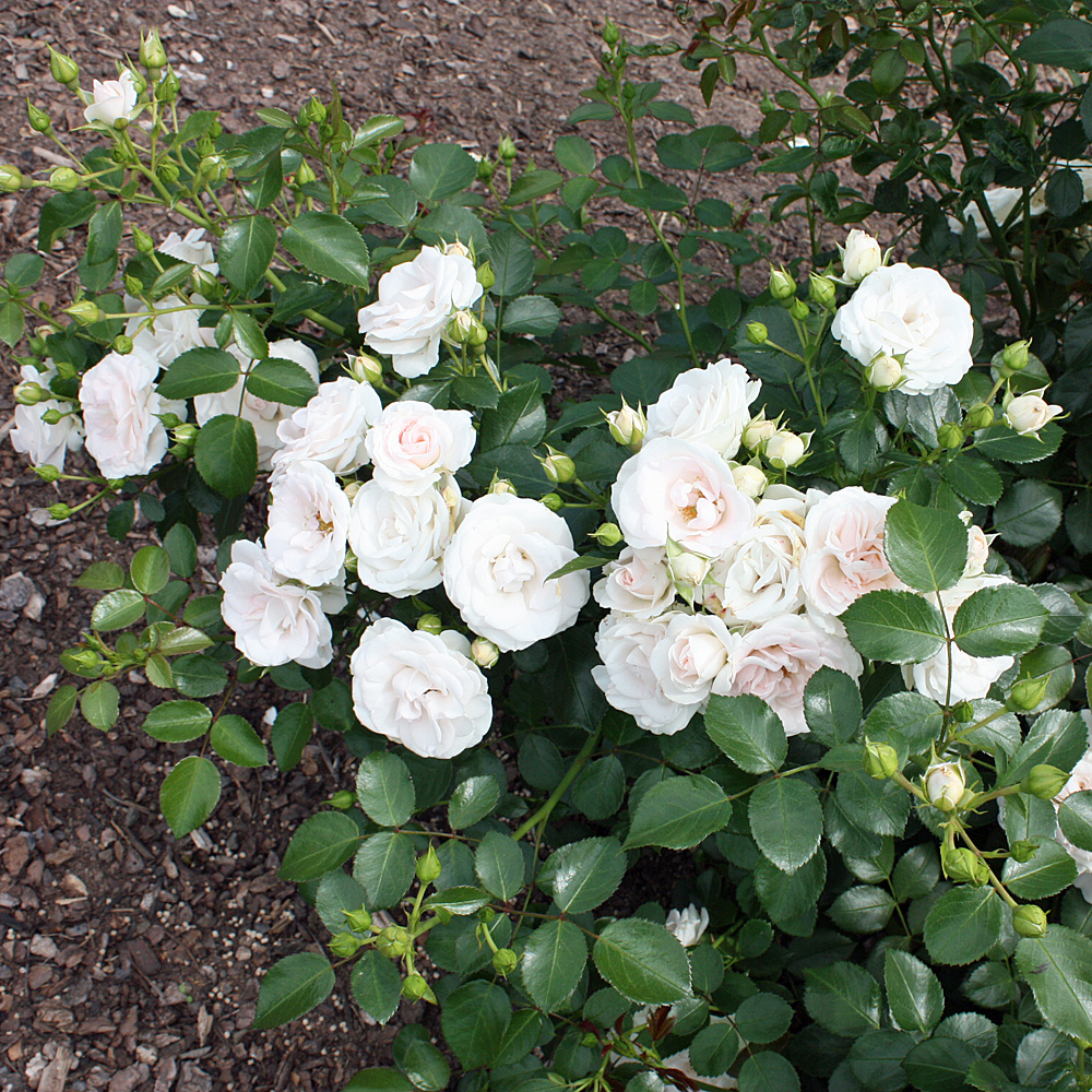 Bodendeckerrose Aspirin, Rose, Schnittblume