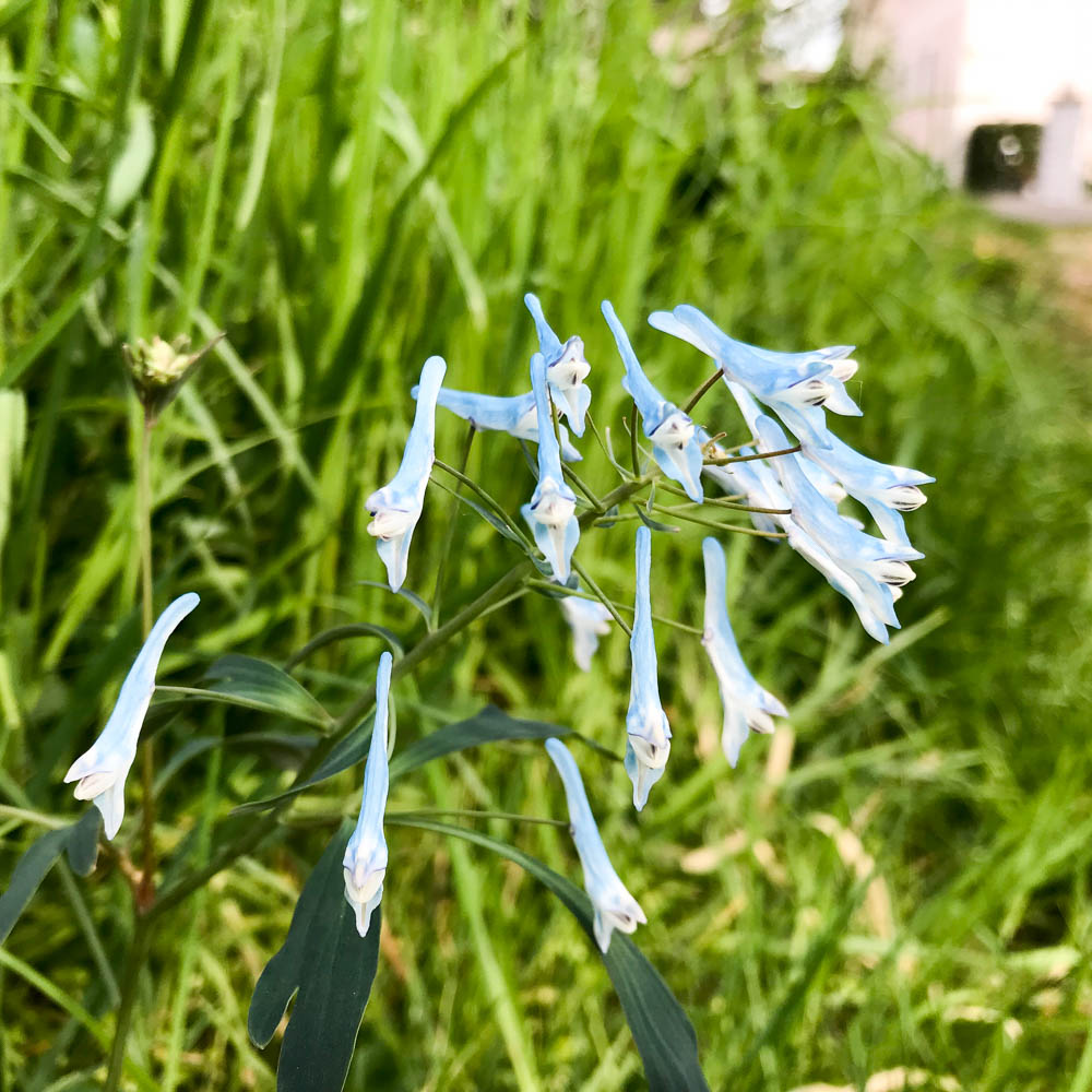 Blauer Lerchensporn 'Spinners'