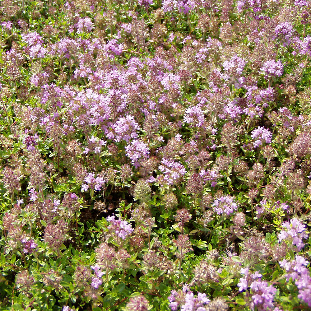 Thymian Atropurpurea, Bodendecker, Bienenweide