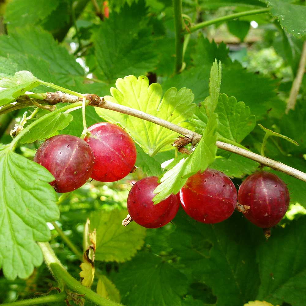 Stämmchen Rote Stachelbeere 'Spinefree'