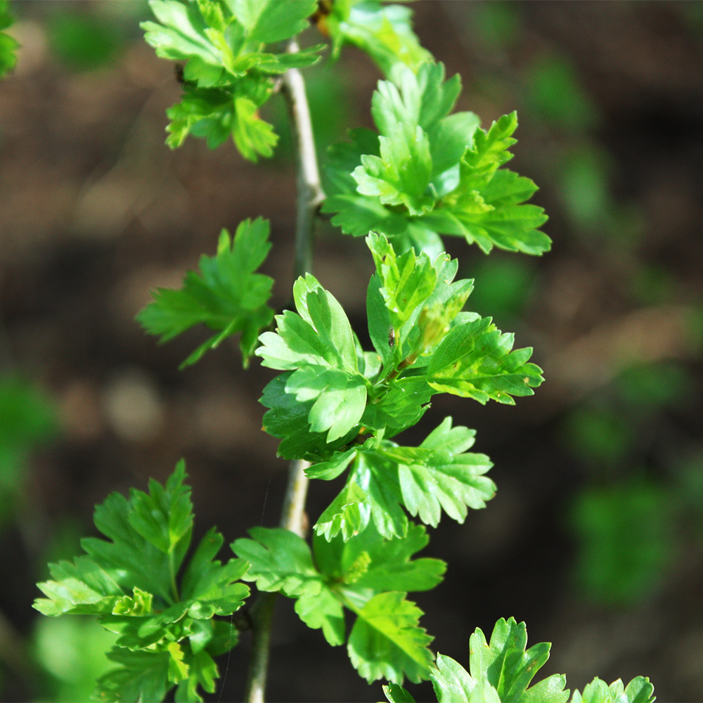 Eingriffliger Weissdorn, Crataegus, Bienenweide, Frühling