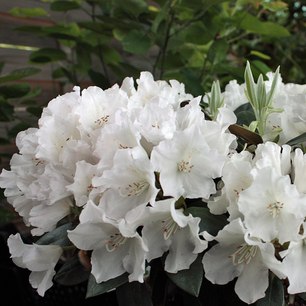 Rhododendron Schneesturm, Azalee, Moorbeetpflanze, Frühjahrsblüte