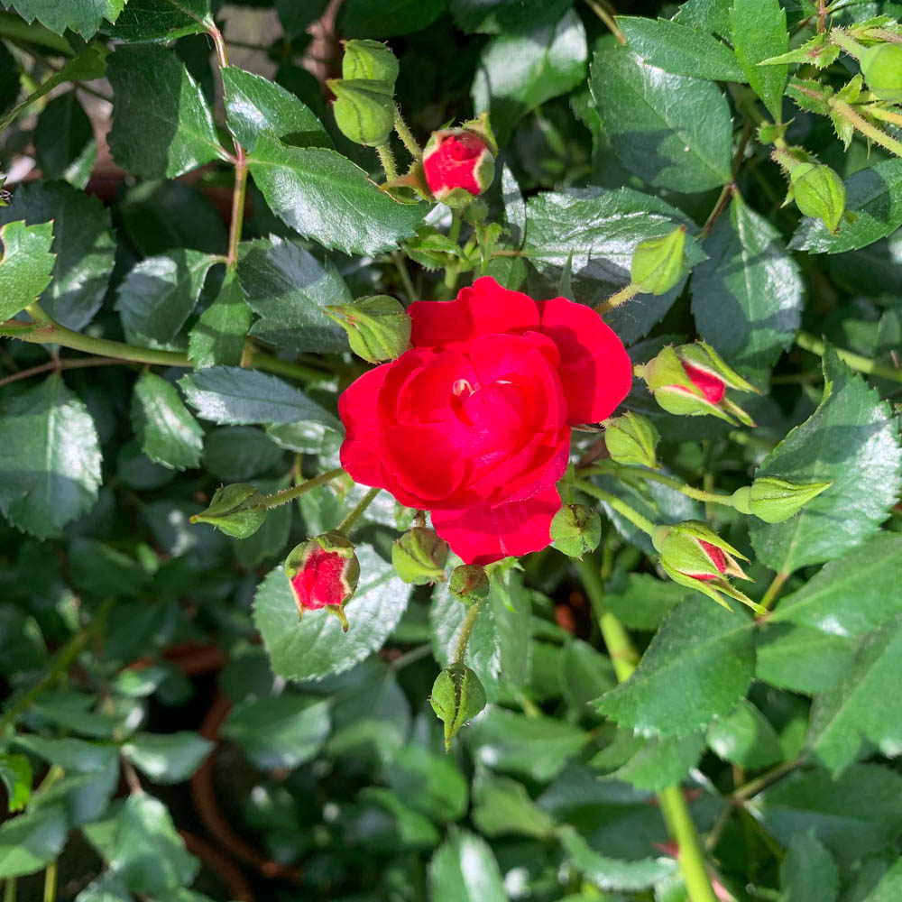 Bodendeckerrose 'Balou'