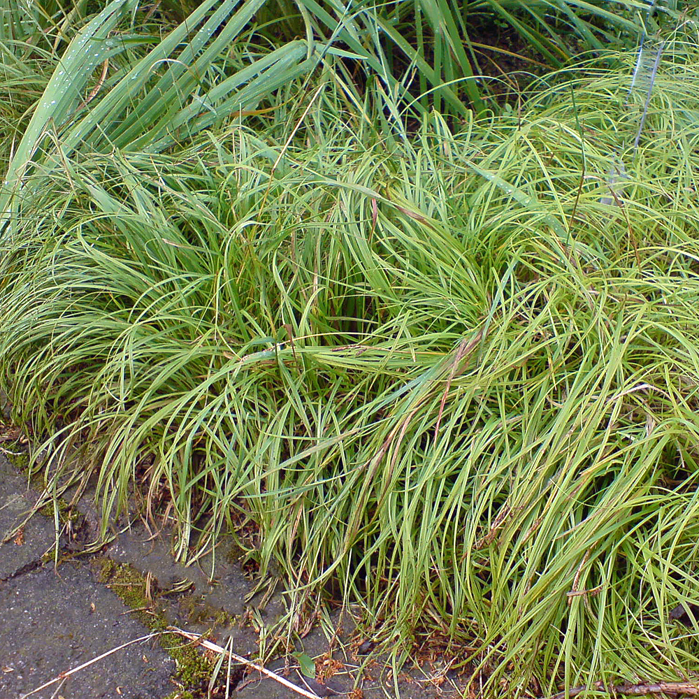 Schatten Segge The Beatles, Segge, Carex caryophyllea, Ziergras