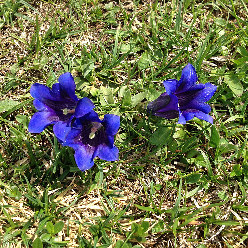 Frühlingsenzian, Gentiana, Alpenpflanzen, Steingarten