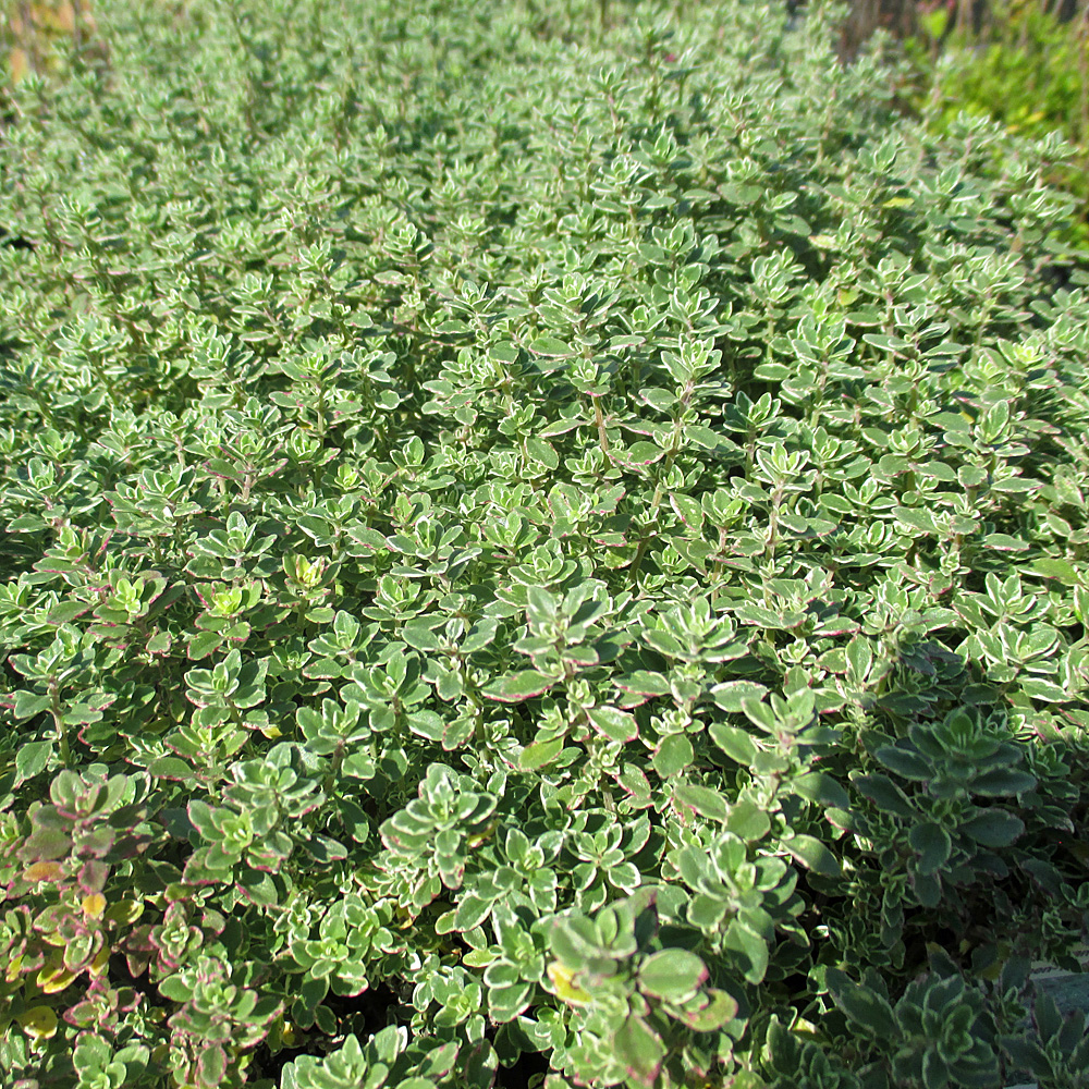 Thymina, Zitronenthymian, Gewürzpflanze, Kräuter