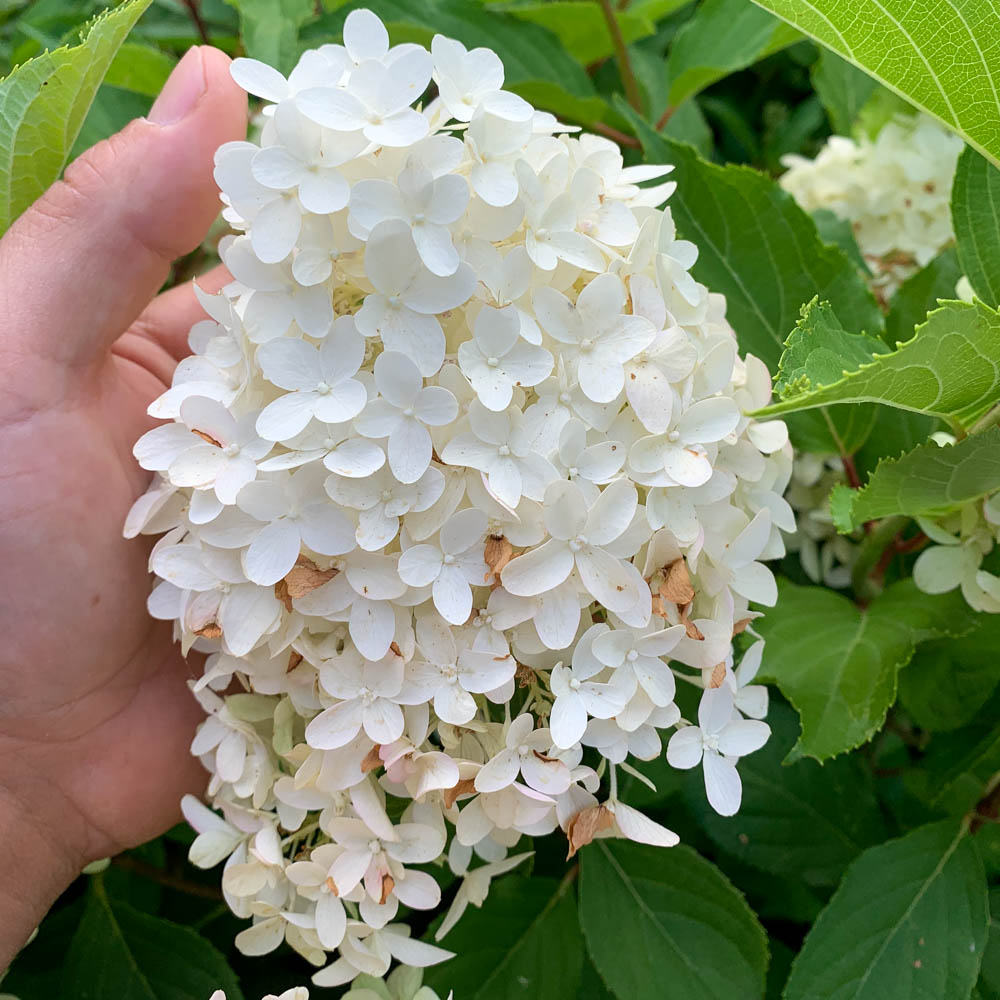 Rispenhortensie 'Skyfall' ®