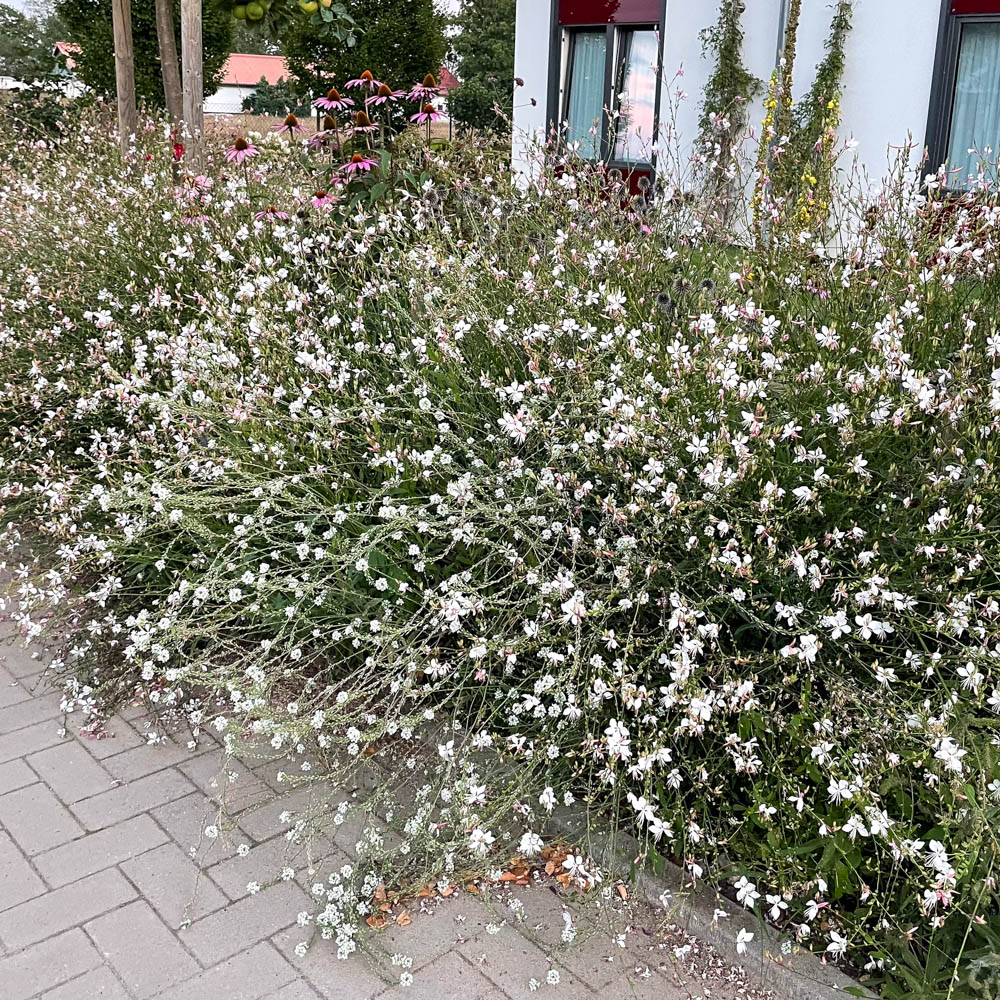 Prachtkerze 'Whirling Butterflies'