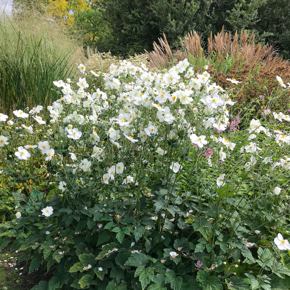 Herbstanemone Honorine Jobert, Anemone, Herbstblüher