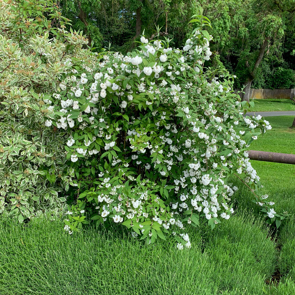 Hoher Sternchenstrauch, Deutzia, Blütenstrauch