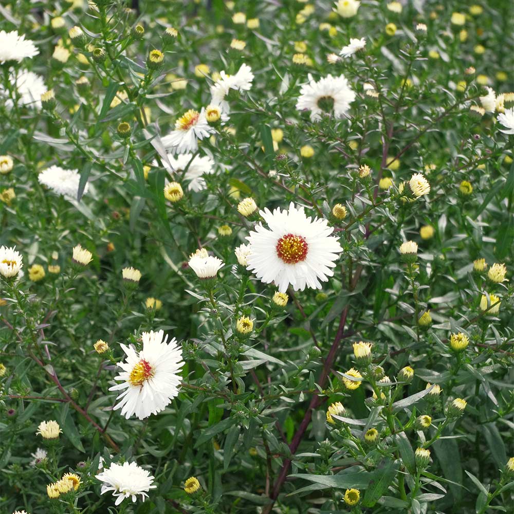 Glattblattaster 'White Ladies'