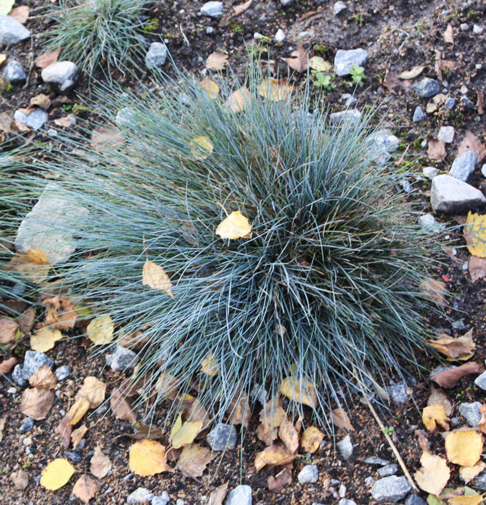 Blauschwingel, Festuca cinerea, Ziergras, Zwerggras