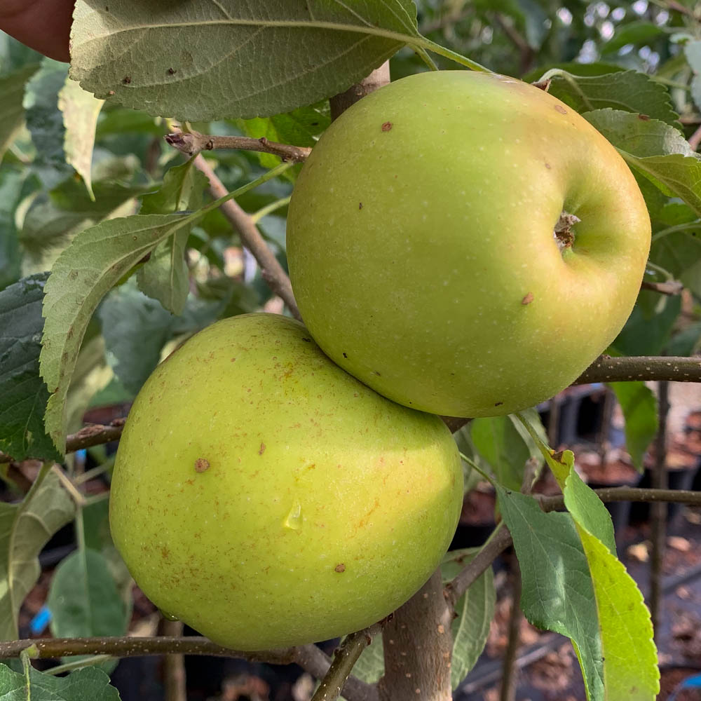 Apfel 'Pinova' ®