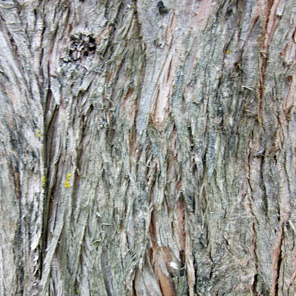 Rotholz, Urwelt Mammutbaum, Metasequoia, Nadelgehölz