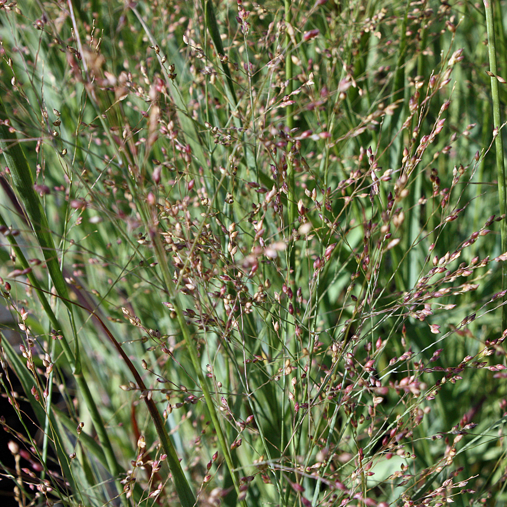 Rutenhirse Heavy Metal, Panicum, Hohes Ziergras, Blütenrispen